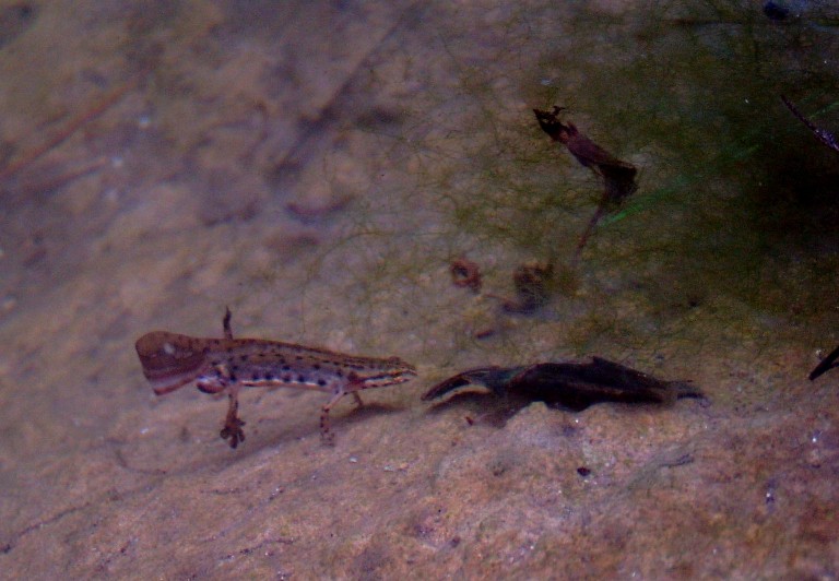 Il Laghetto del Centro di Entomologia - Piombino (LI)